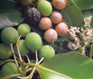 Tiki Soap Tamanu 130 Gr